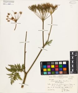 Chaerophyllum hirsutum L.