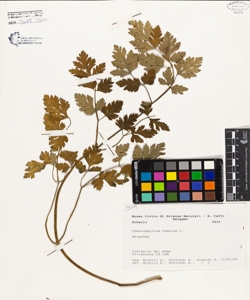Chaerophyllum temulum L.