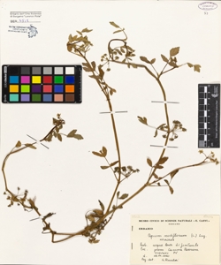 Apium nodiflorum (L.) Lag.