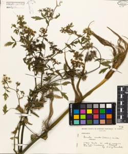 Berula erecta (Hudson) Coville