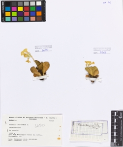 Primula auricula L.