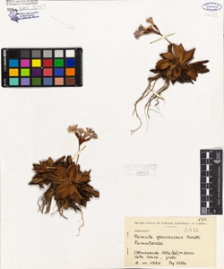 Primula glaucescens Moretti
