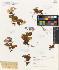 Primula hirsuta All.