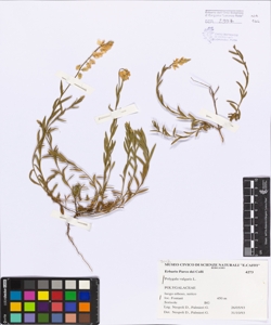 Polygala vulgaris L.