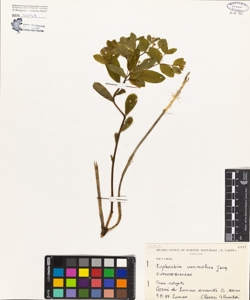 Euphorbia carniolica Jacq.