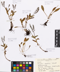 Myosotis alpestris F.W.Schmidt