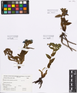 Buglossoides purpurocaerulea (L.) John.
