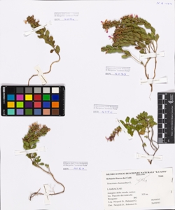 Teucrium chamaedrys L.