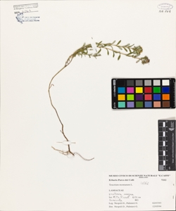 Teucrium montanum L.