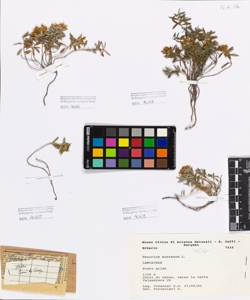 Teucrium montanum L.