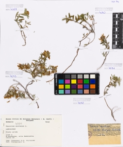 Teucrium montanum L.