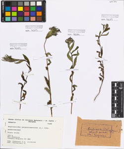 Buglossoides purpurocaerulea (L.) John.