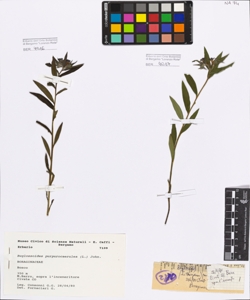 Buglossoides purpurocaerulea (L.) John.