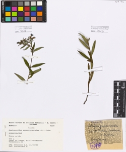Buglossoides purpurocaerulea (L.) John.