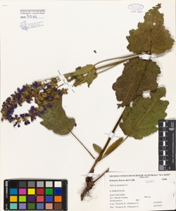 Salvia pratensis L.