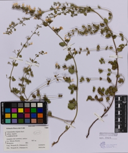 Calamintha nepeta Savi subsp. nepeta