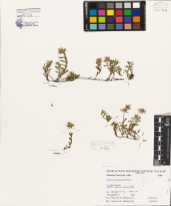 Thymus longicaulis Presl.