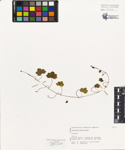 Cymbalaria muralis Gaertn., Mey. et Sch.