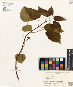 Lamium orvala L.