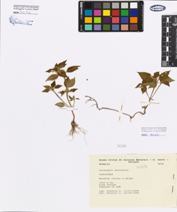 Galeopsis tetrahit L.