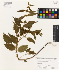 Lamiastrum galeobdolon (L.) Ehrend.