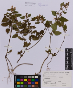 Galeopsis pubescens Besser