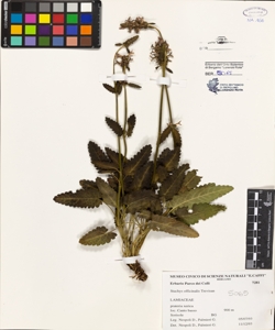 Stachys officinalis (L.) Trevisan