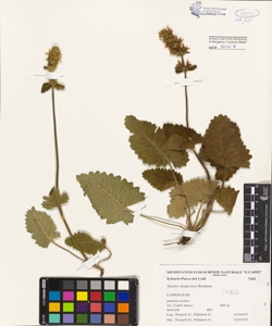 Stachys alopecuros (L.) Benthan