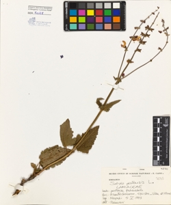 Salvia pratensis L.