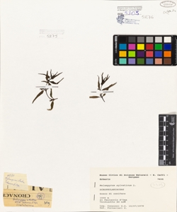 Melampyrum sylvaticum L.