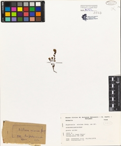 Euphrasia minima Jacq.