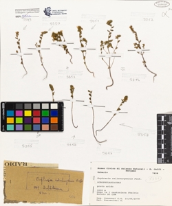 Euphrasia salisburgensis Funk