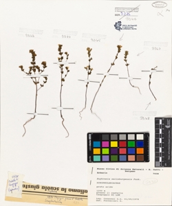 Euphrasia salisburgensis Funk