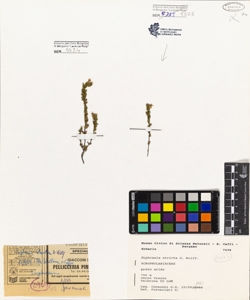 Euphrasia stricta D. Wolff.