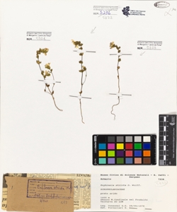 Euphrasia stricta D. Wolff.