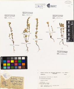 Euphrasia stricta D. Wolff.