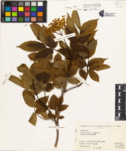 Sambucus nigra L.