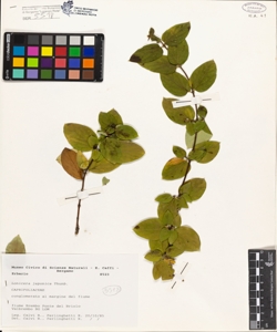 Lonicera japonica Thunb.