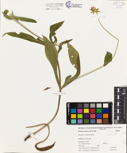 Knautia velutina Briq.