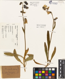 Campanula barbata L.