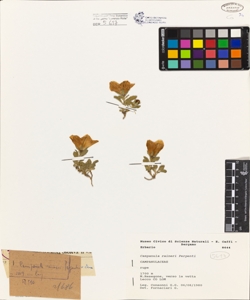 Campanula raineri Perpenti