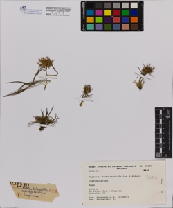 Phyteuma hedraianthifolium R.Schulz
