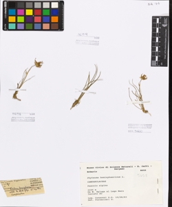 Phyteuma hemisphaericum L.