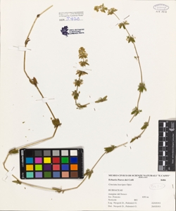 Cruciata laevipes Opiz