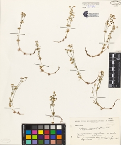 Galium anisophyllum Vill.