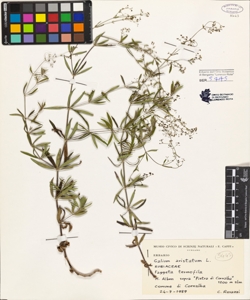 Galium aristatum L.