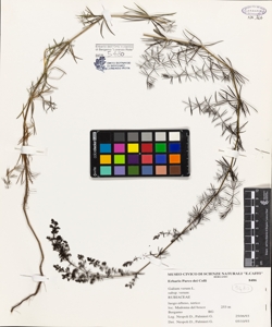 Galium verum L.