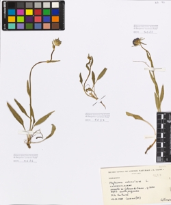 Phyteuma orbiculare L.