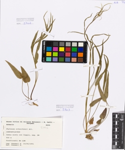 Phyteuma scheuchzeri All.