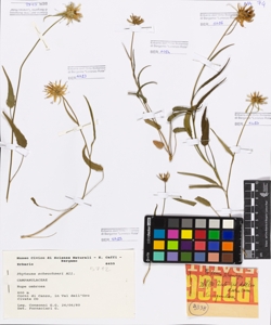 Phyteuma scheuchzeri All.